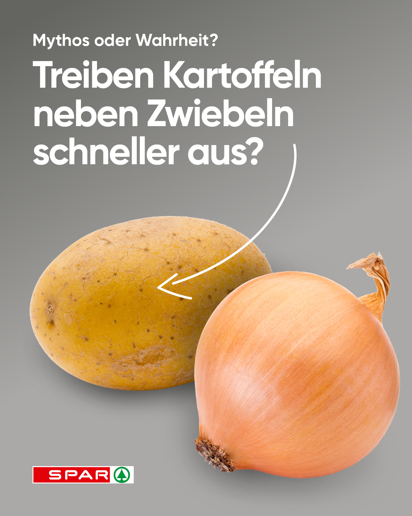 Wahrheit oder Mythos? 🥔 Treiben Kartoffeln neben Zwiebeln wirklich schneller aus? Wahrheit. Kartoffeln und Zwiebeln beeinflussen sich gegenseitig negativ beim Lagern – am besten getrennt aufbewahren