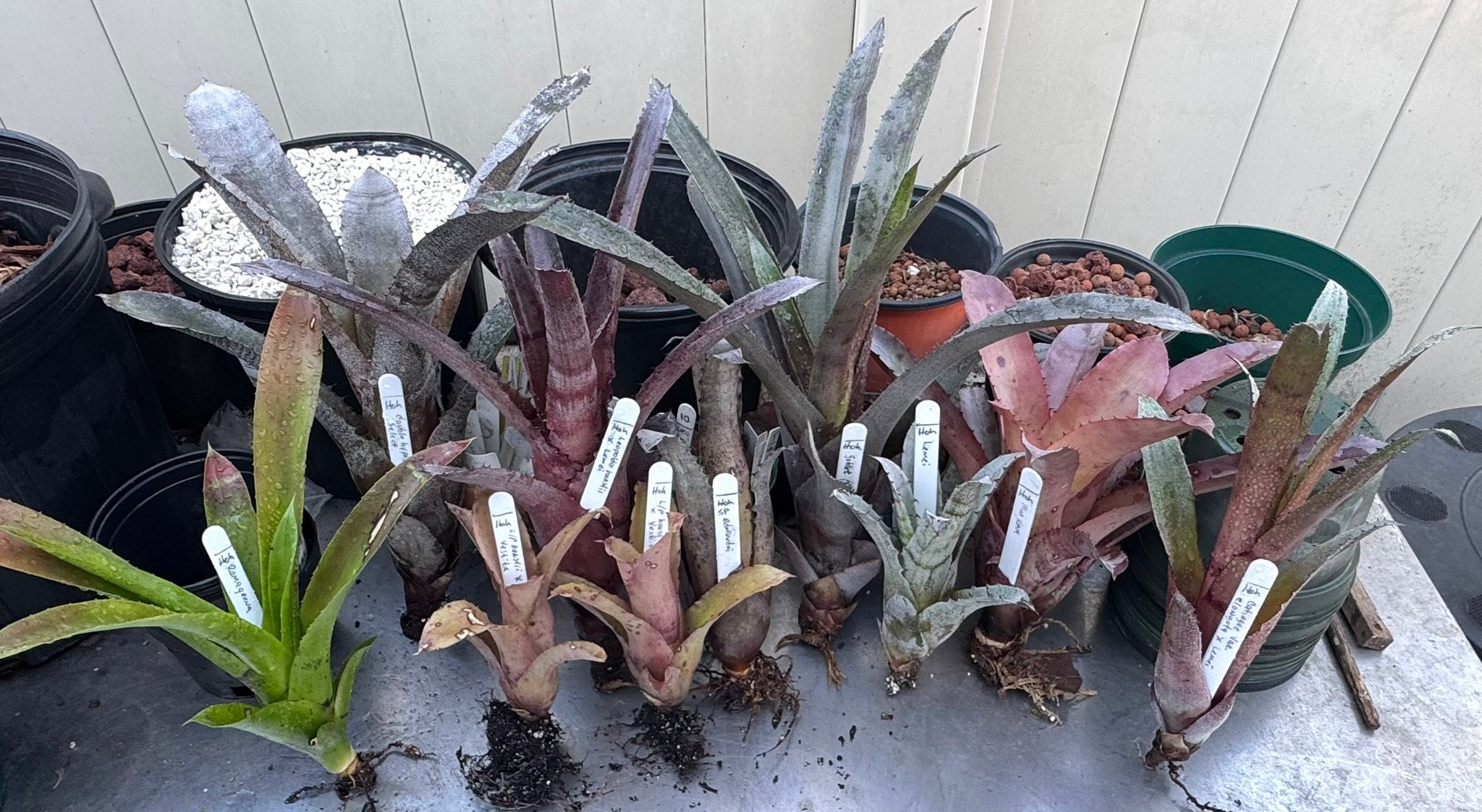 Hohenbergia pups separation and growth
