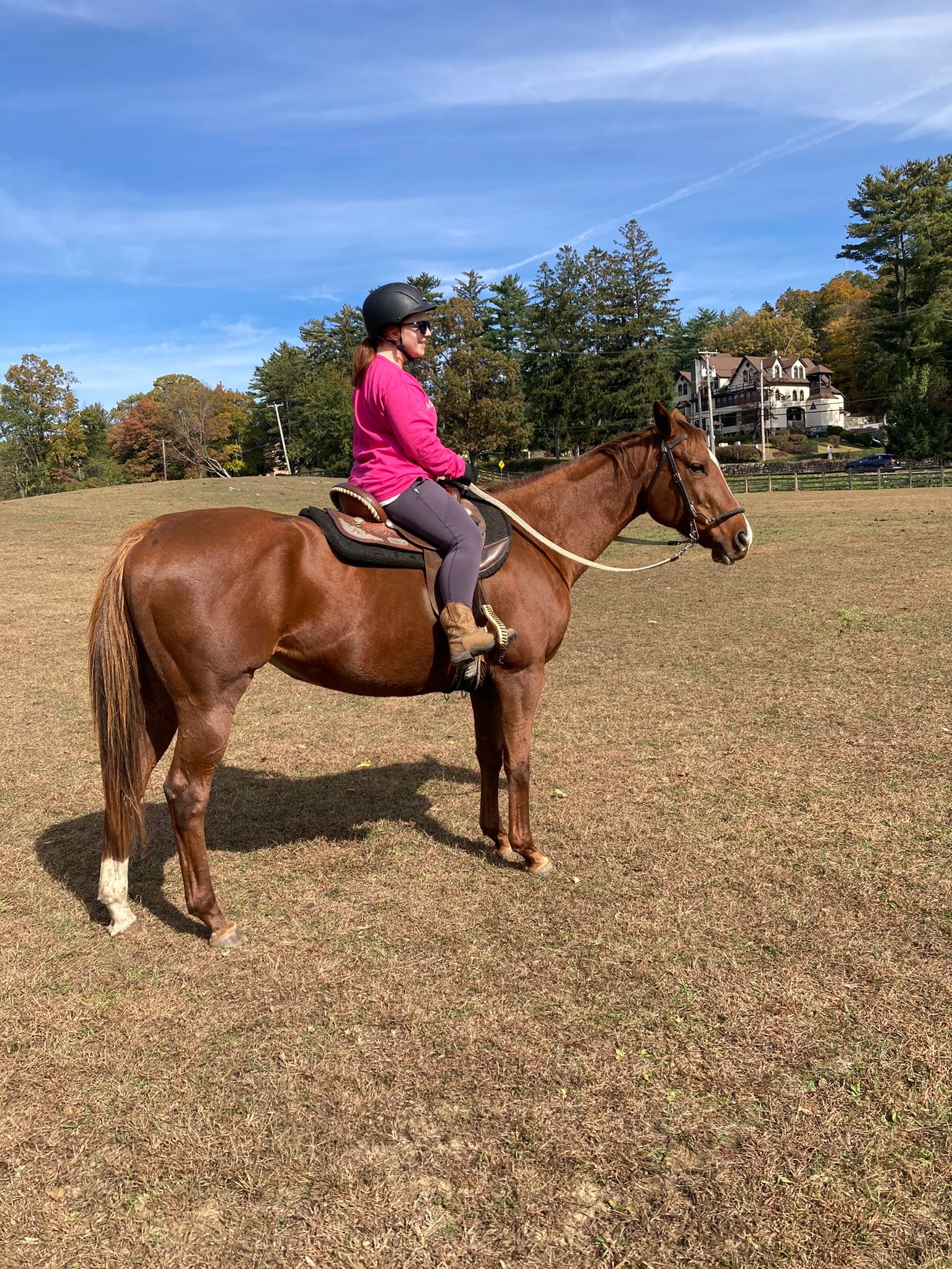 Dynamite Performance Horses... - Dynamite Performance Horses