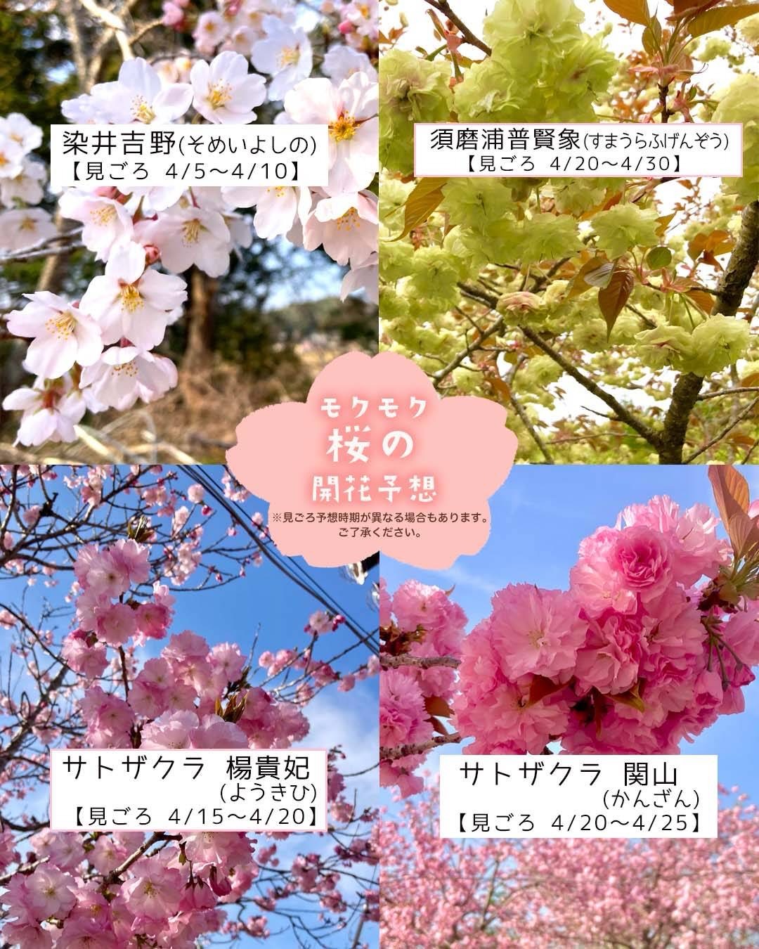 もくもくページ モクモクの春🌸】 4月のモクモクファームのおすすめを紹介します