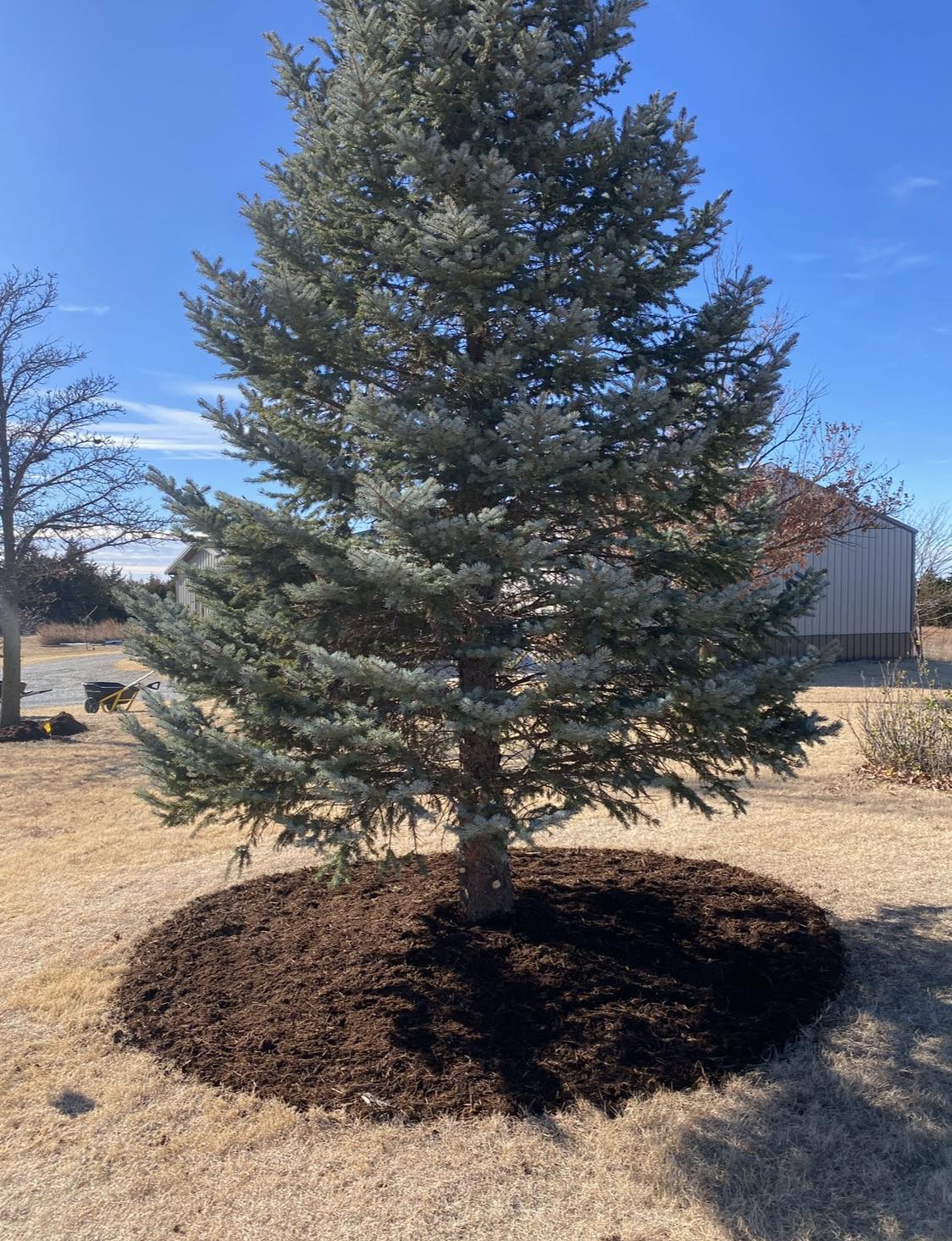 MyLawn - This is a beautiful spruce that has been struggling a little ...