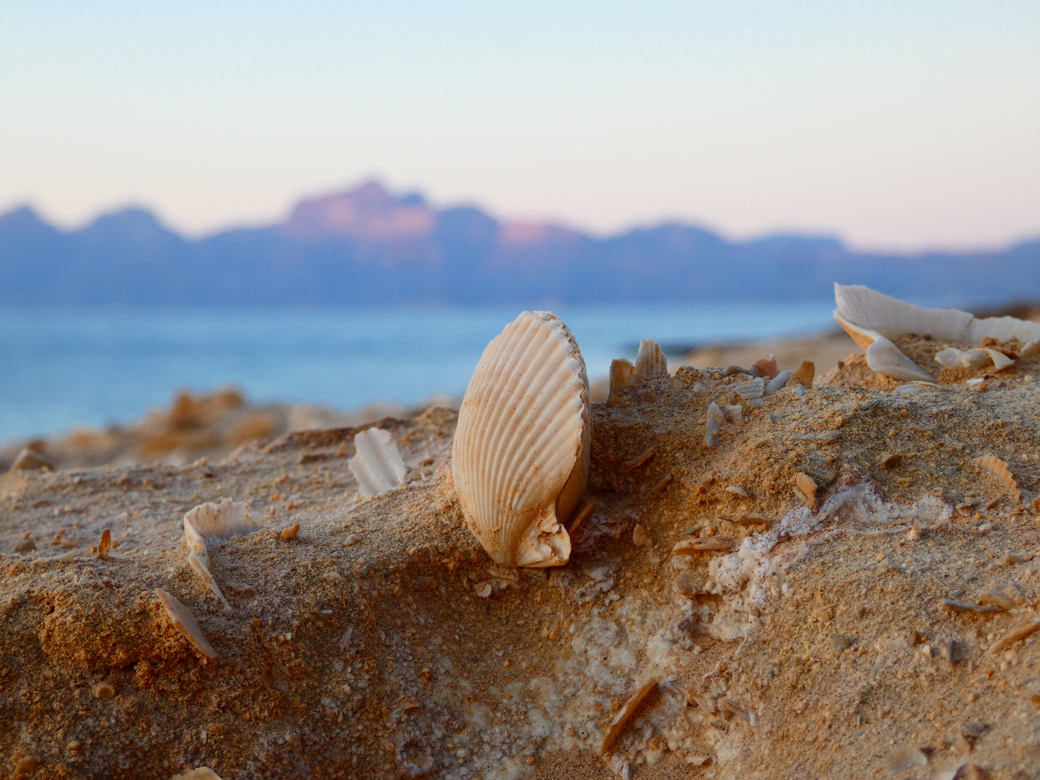 🏝 Seashells & Sand Beaches The... - SEA KAYAK BAJA MEXICO | Facebook