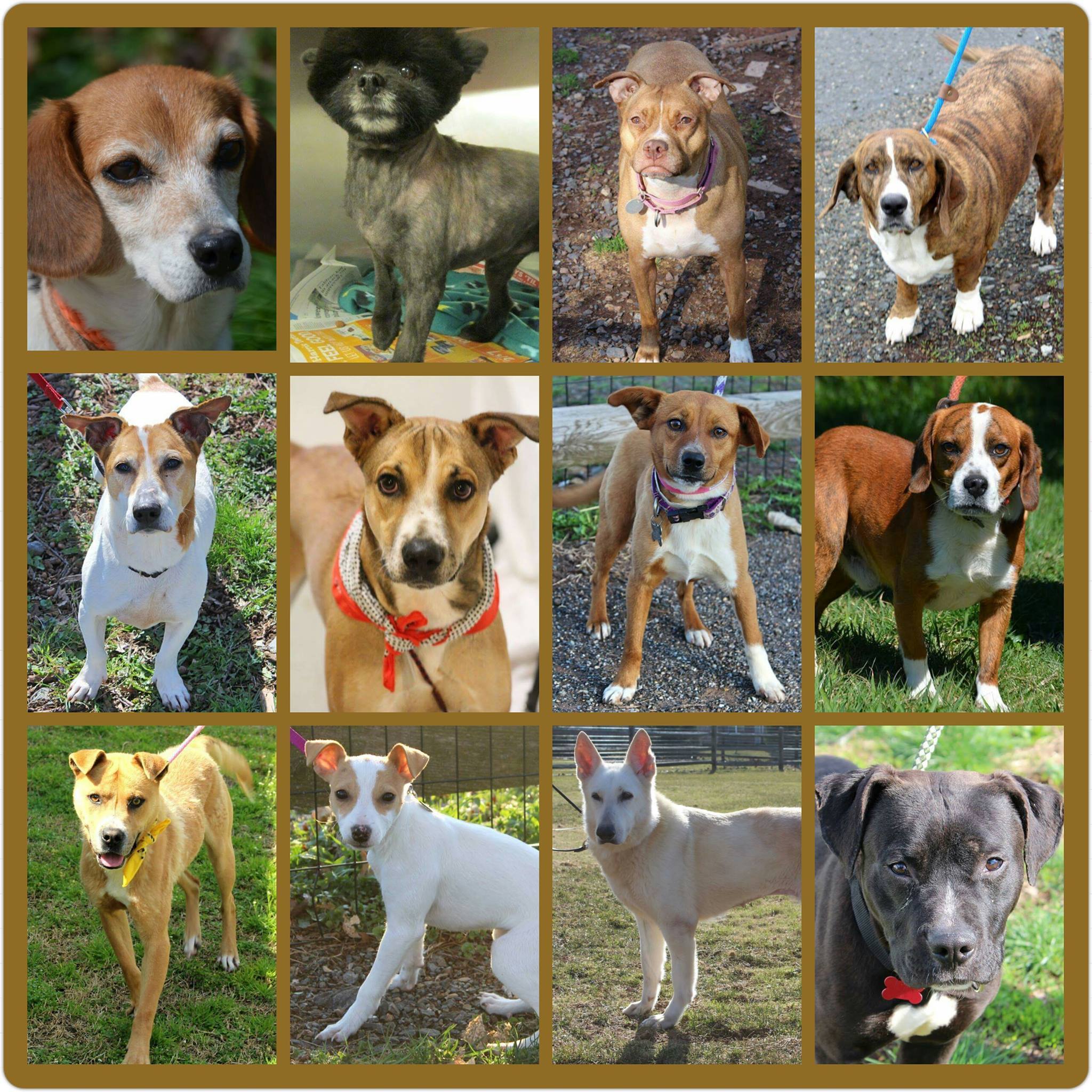 Justice Rescue - We are halfway through the week and celebrating Woof ...