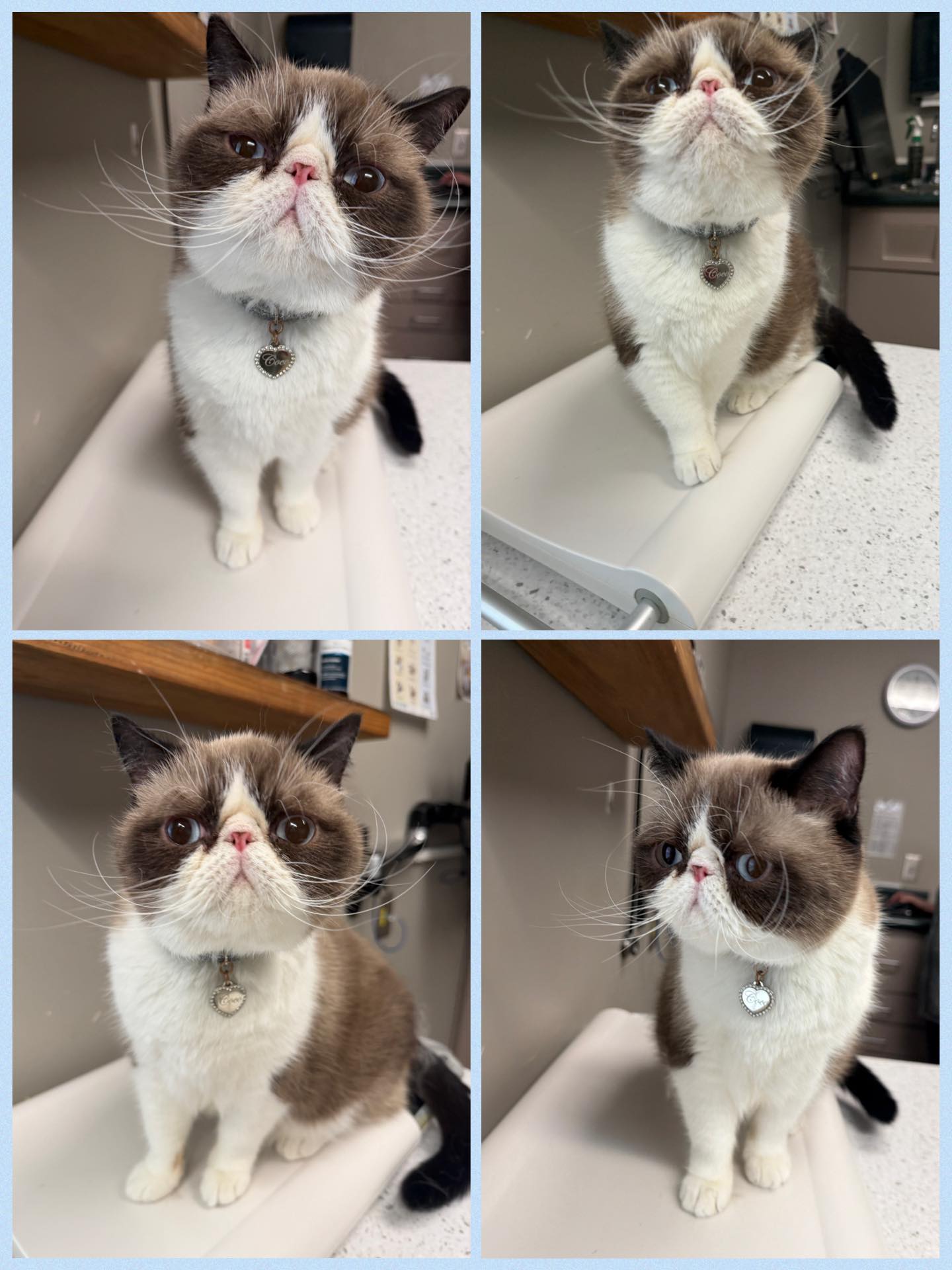 St. Joe Center Veterinary Hospital