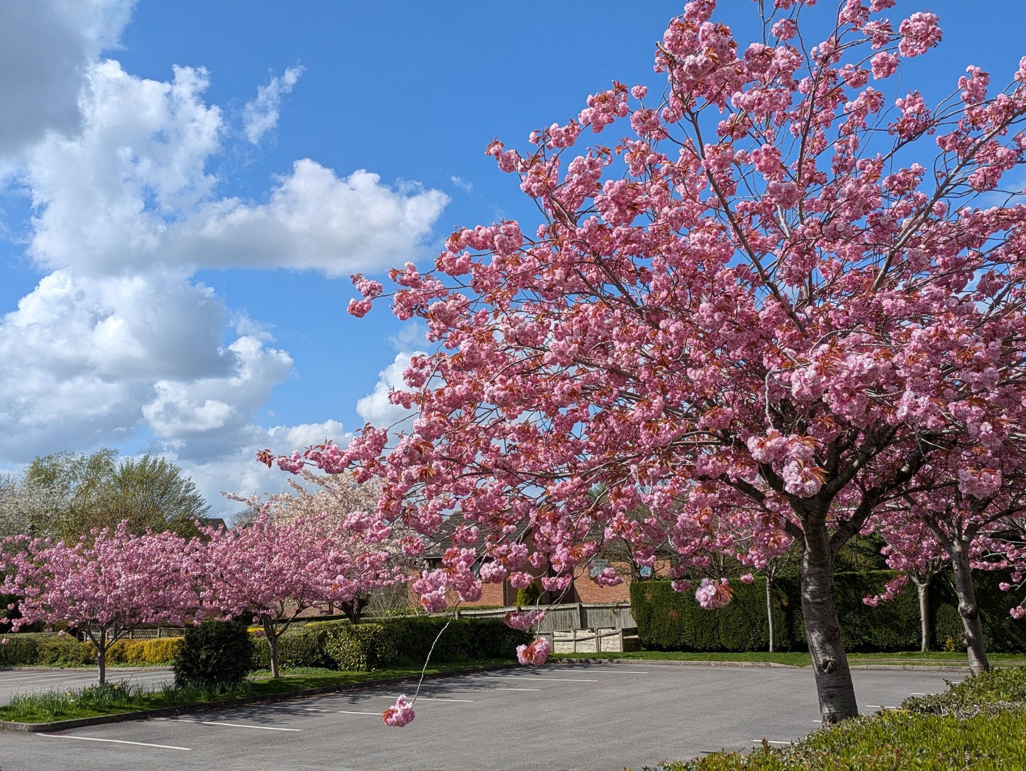 Trees for Congleton