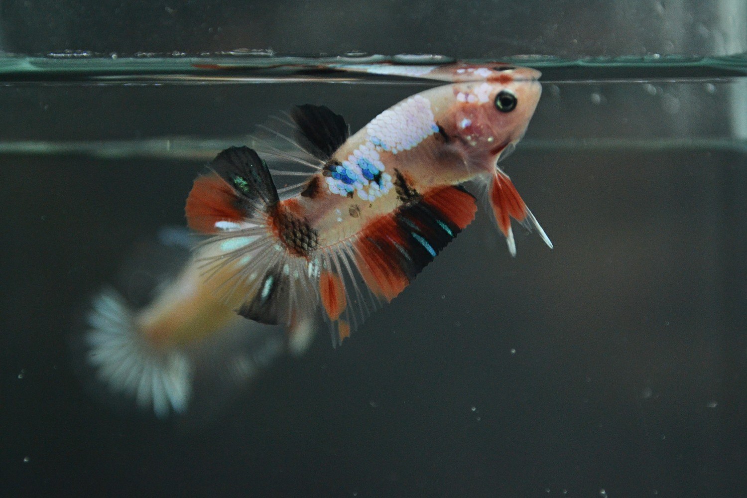 ปิดการขายให้ลูกค้าทางข้อความหลังไม... - Handsome Fish Thailand | Facebook