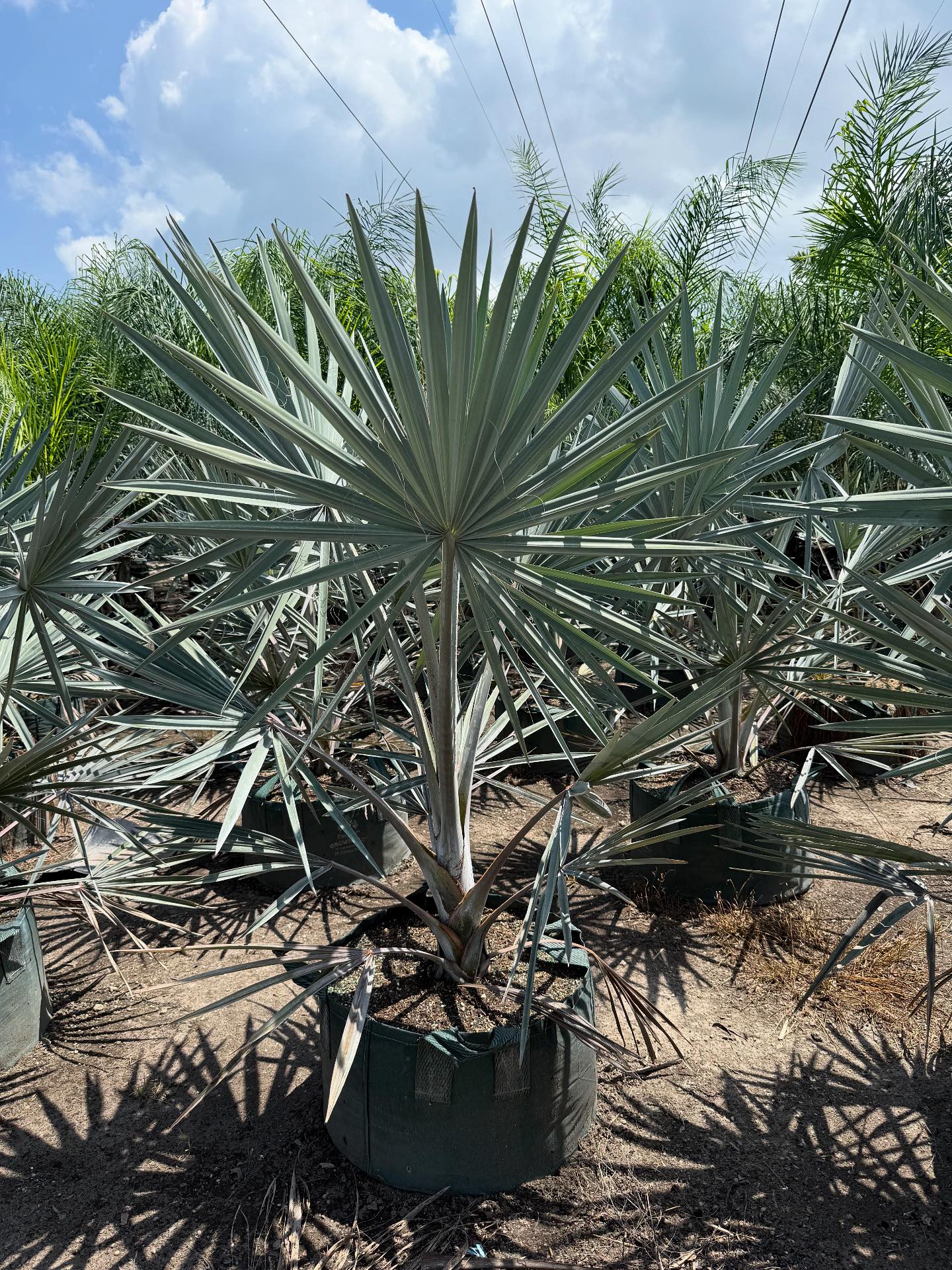 Silver Palm Growers