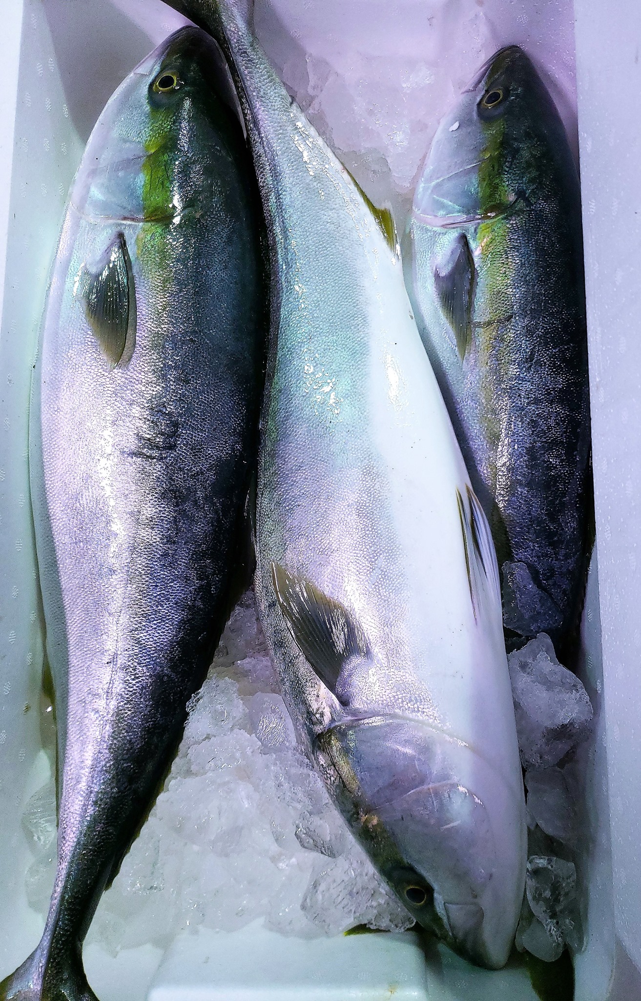 水産庁suisan 旬魚 ブリ 寒ブリの脂 年明け更に乗ってきました Facebook