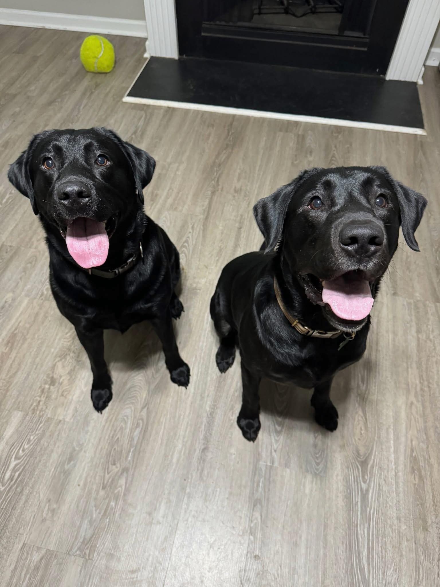 Atlanta Lab Rescue