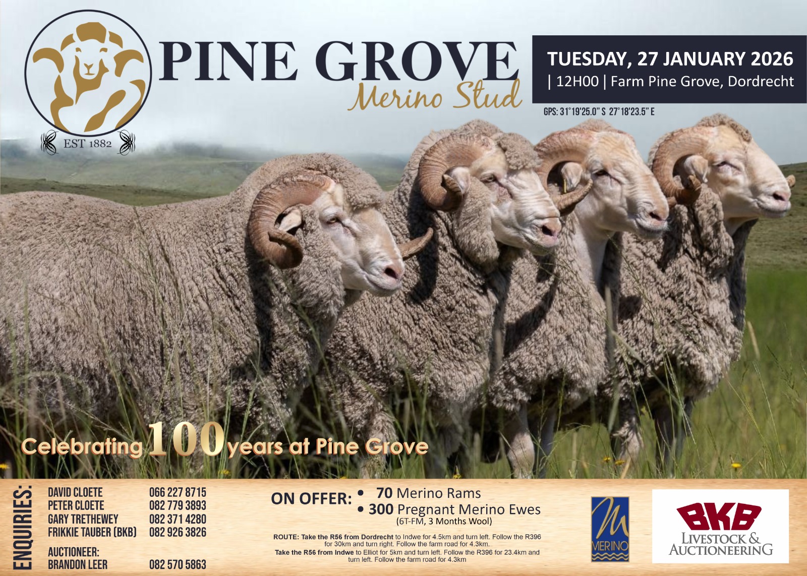 Pine - 📣 Save the Date! 🐏 Pine Grove Merino Stud Ram Auction – 27 ...