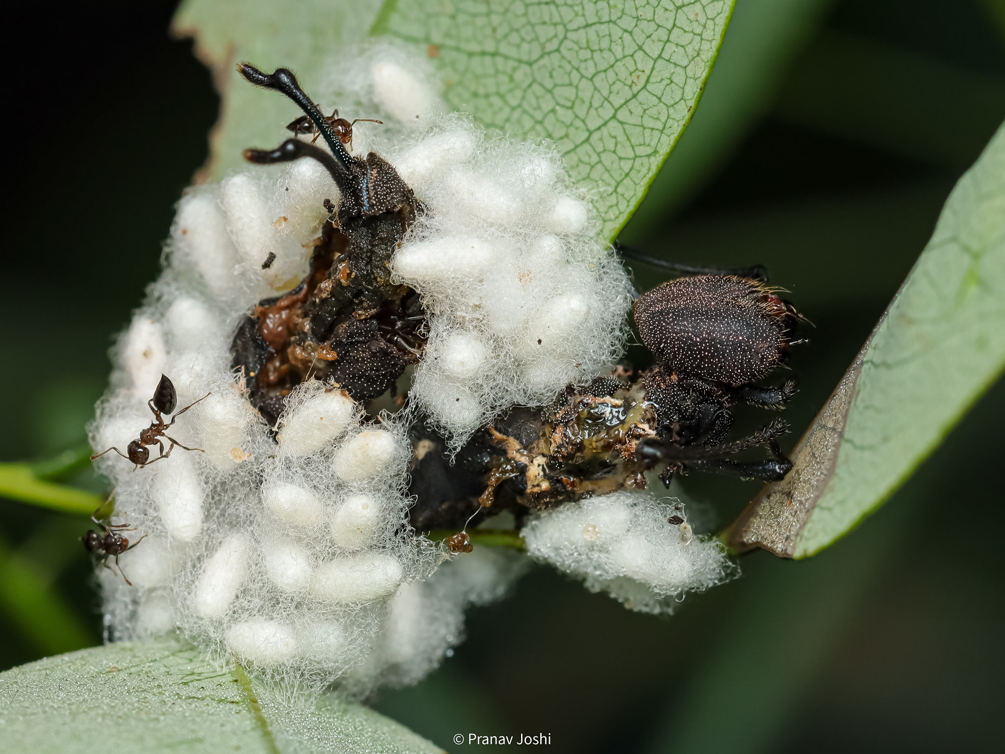 Parasitoid wasp larvae kill lobster moth caterpillar