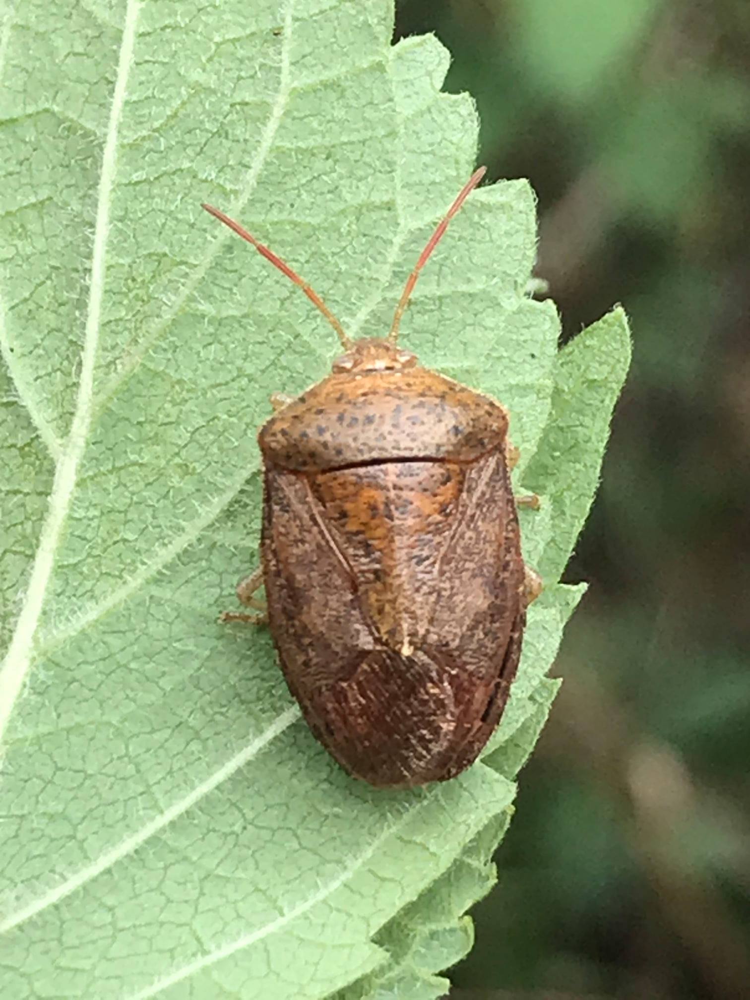 CHINCHE (Ascra conspersa) Es un insecto emparentado con los jumiles ...