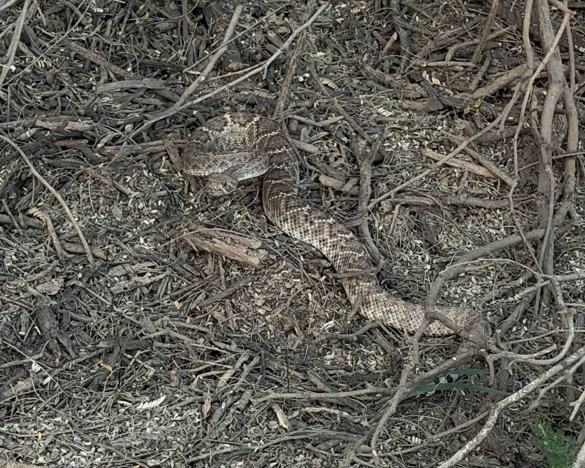 Rattlesnake - This community had eyes on this snake for a while as it ...