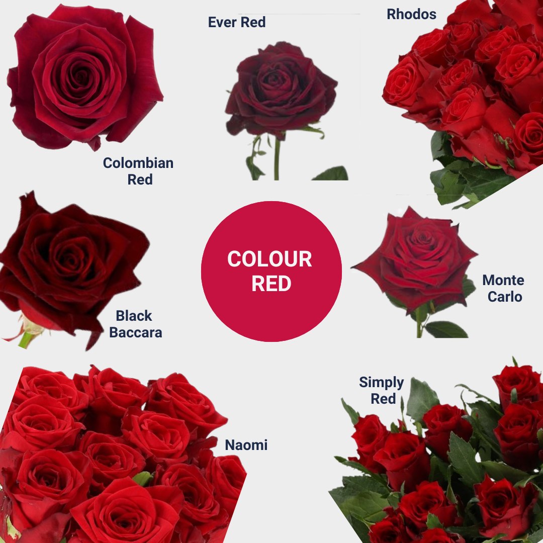 Triangle - 🌹Wholesale Roses - top 5 FAQ’s🌹 👉Does the stem length effect ...