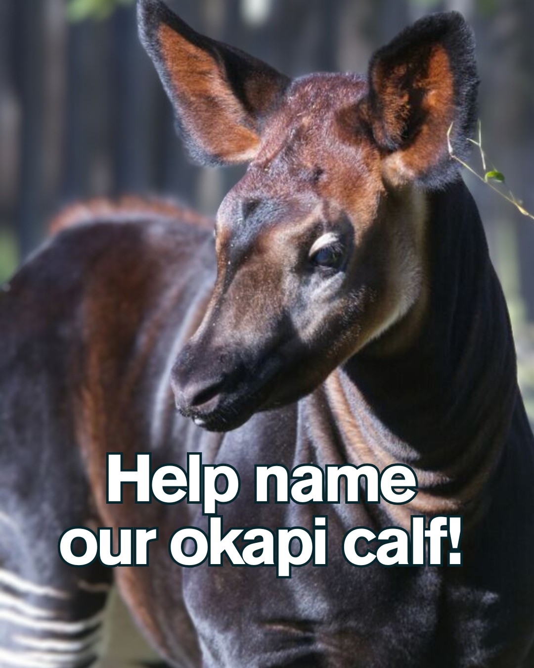 Sacramento Zoo - We need your help naming our okapi calf!... | Facebook