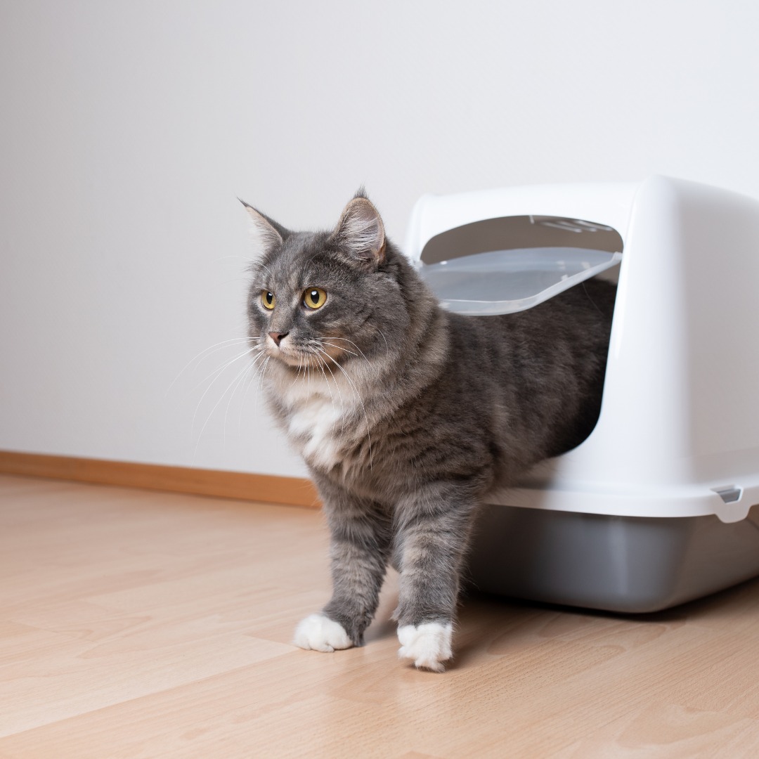 Photo inspiration: Gallery Detail: Jackson If Your Cat Is Suddenly Avoiding The Litter Box