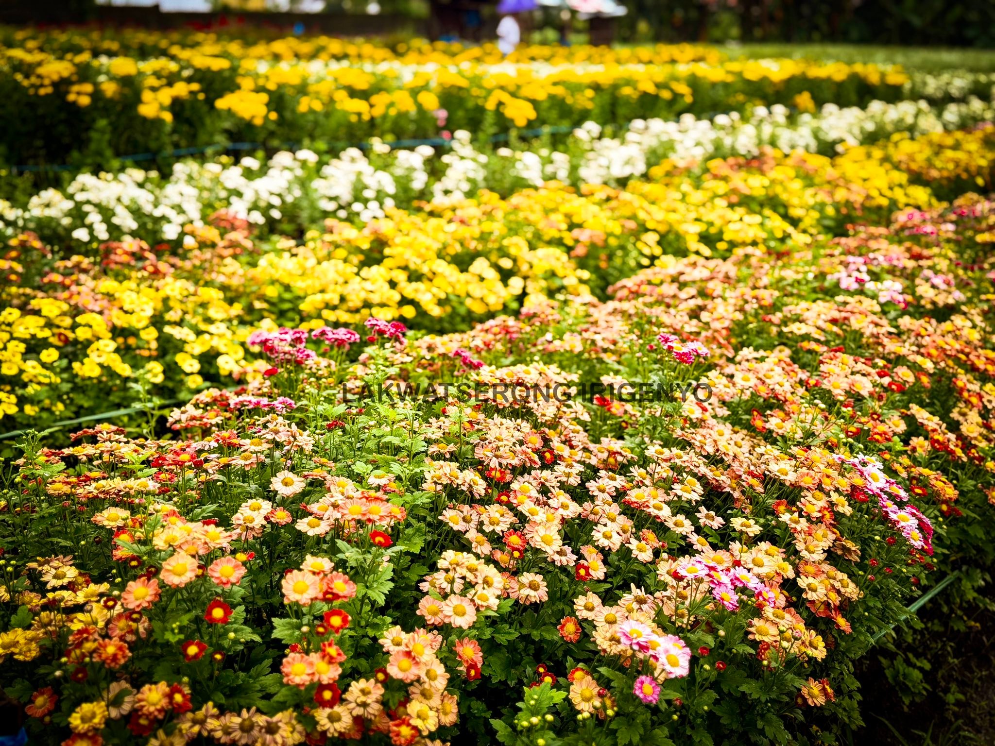Pacol Flower Farm | Naga City