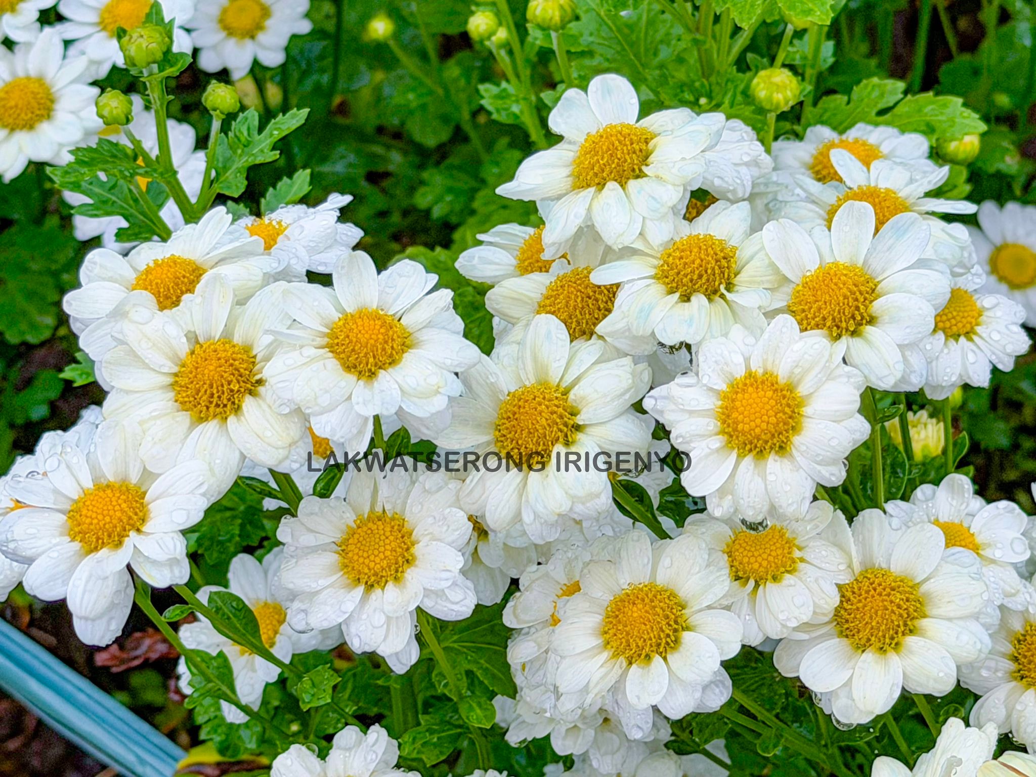 Pacol Flower Farm | Naga City