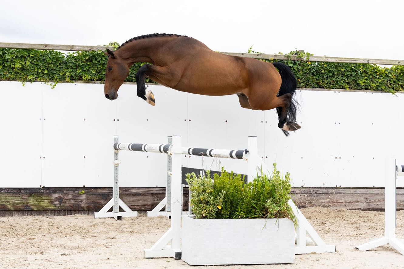 ニコ太郎 Discover your next horse at Horse Auctions Europe