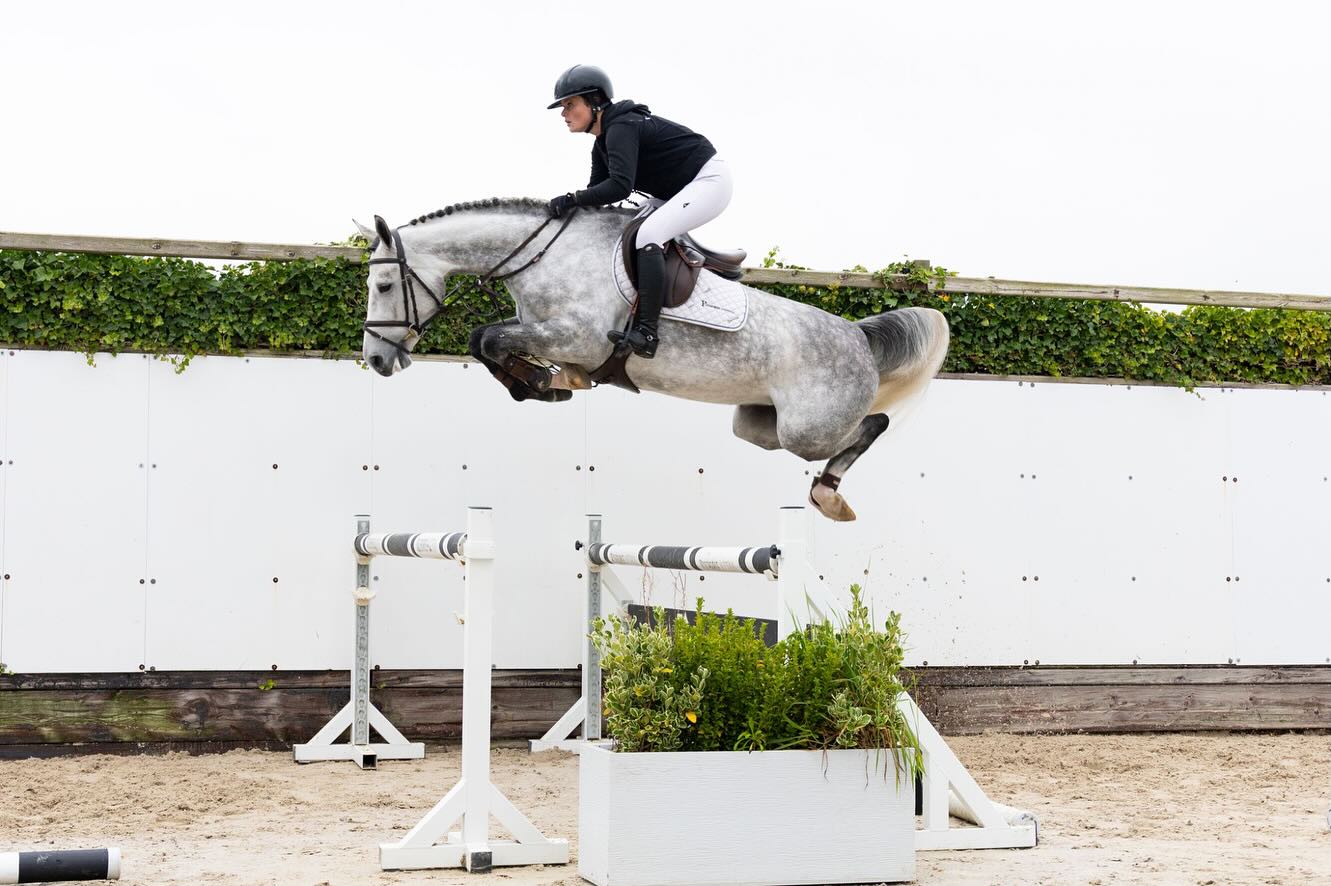 Discover your next horse at Horse Auctions Europe