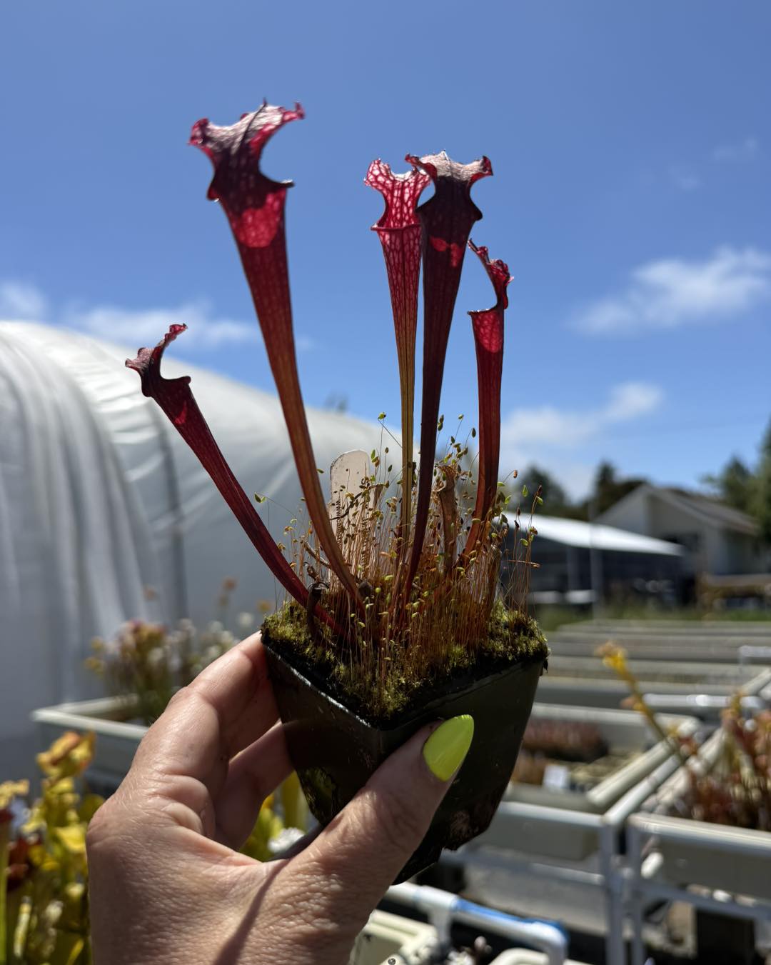 Sarracenia ( x 'Judith Hindle' ) x ( x 'Caitrin Claire' ) is one