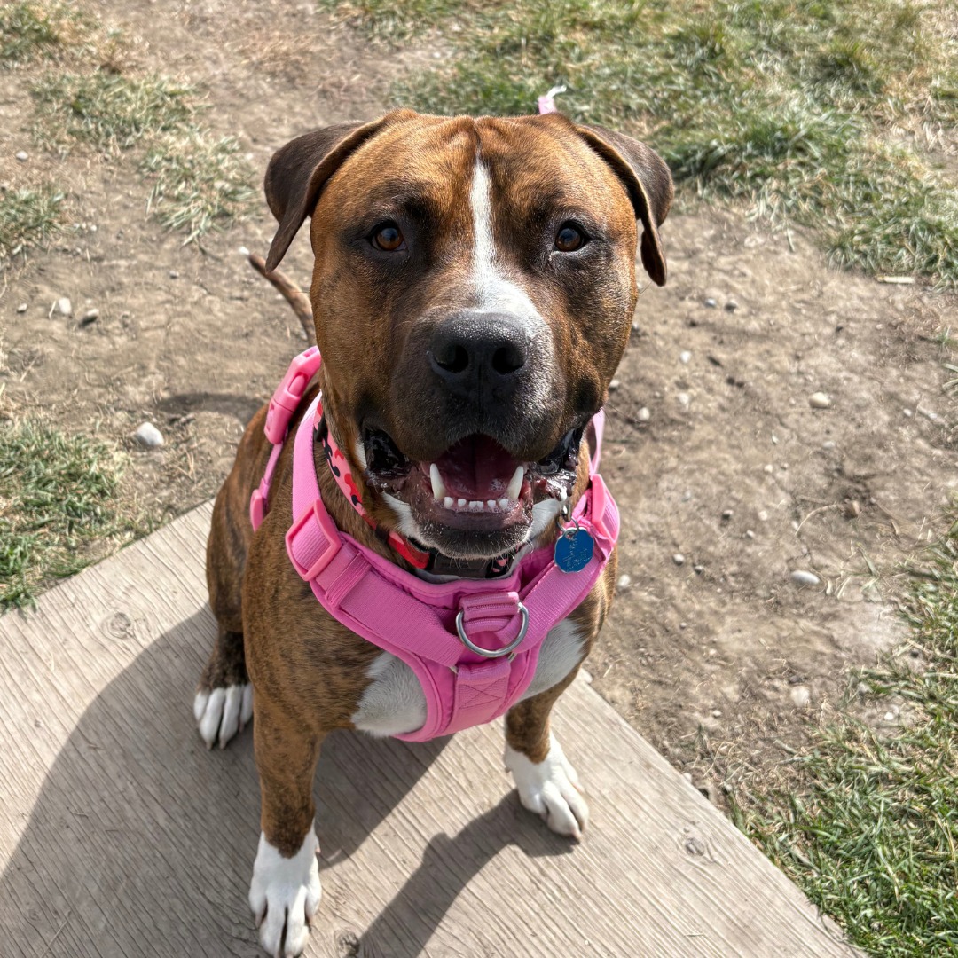 Calgary - It’s Pit Bull Awareness Month 🐾 At Calgary Humane Society, we ...