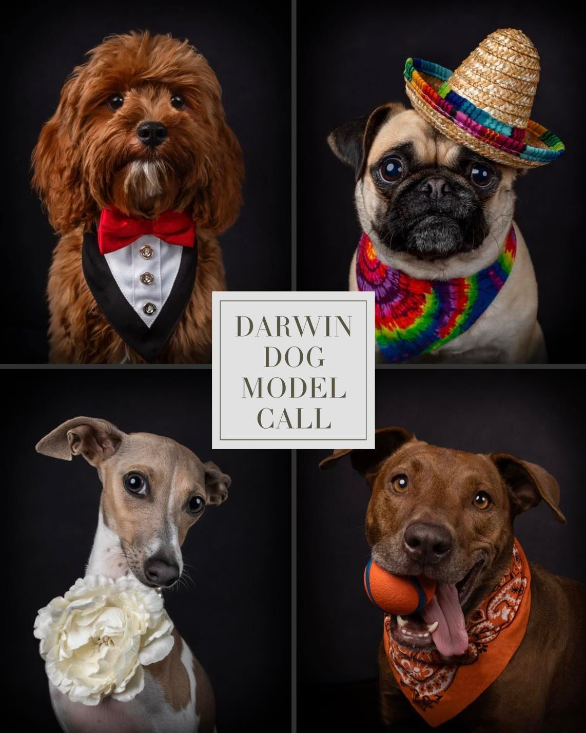Darwin Dog MODEL CALL on now! The first photo is absolutely free 🥳 ...