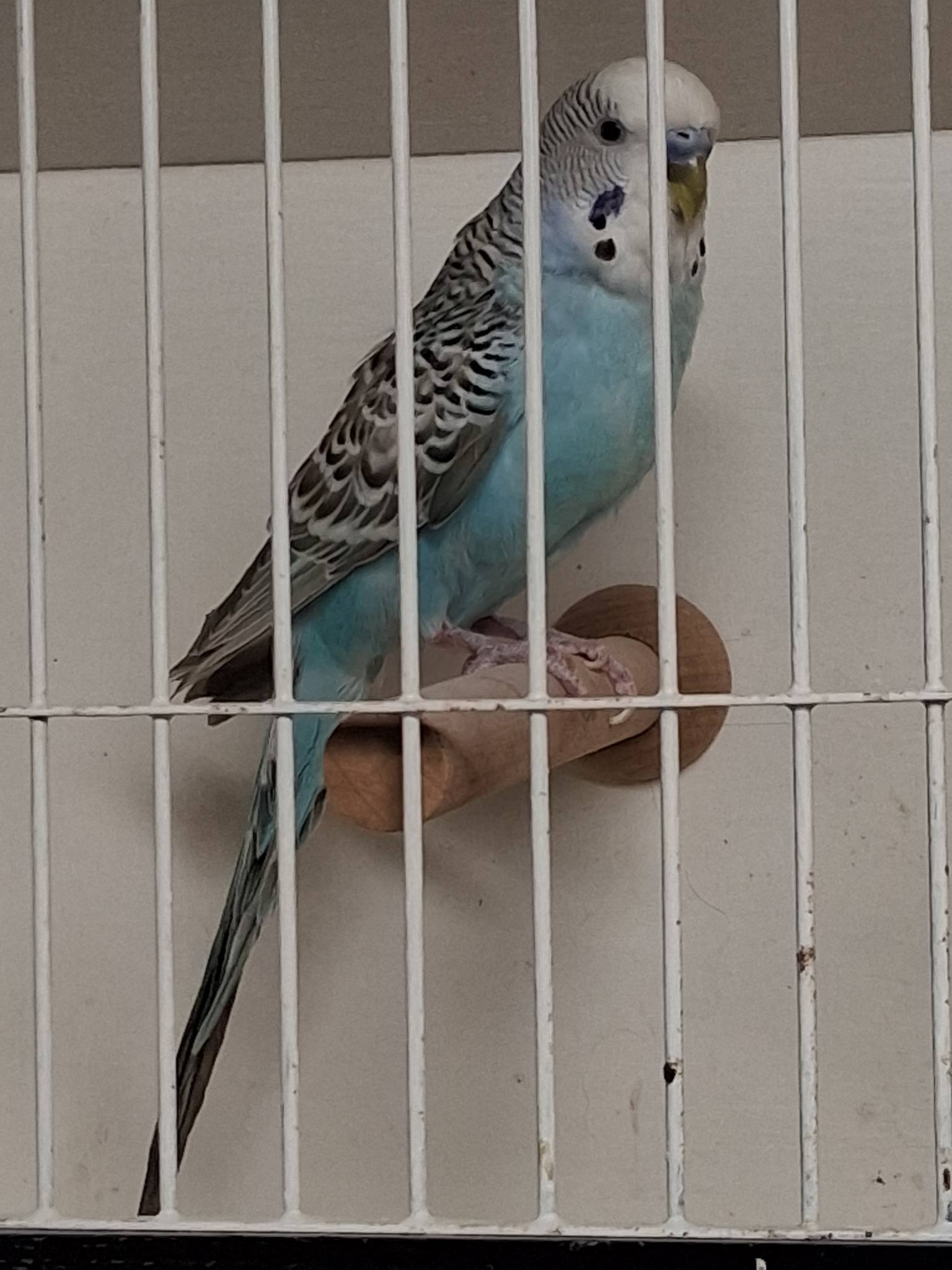 Adoption/Trading... - Cilendria Budgie Flock Aviary | Facebook - Nature Insurance Vistas Safest Jenny Blue Flock Aviary