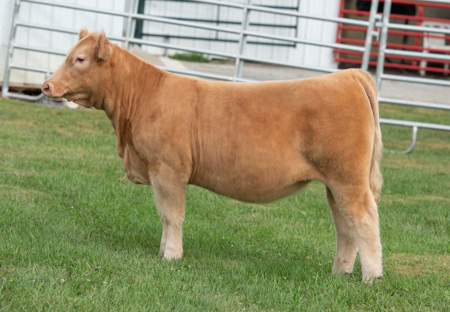 🔥 Dual Registered. Double the... - Butler Farms Show Cattle | Facebook