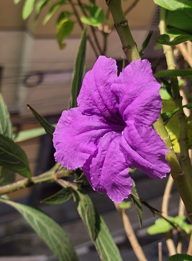বাংলার রসনা বিলাস | Dhaka