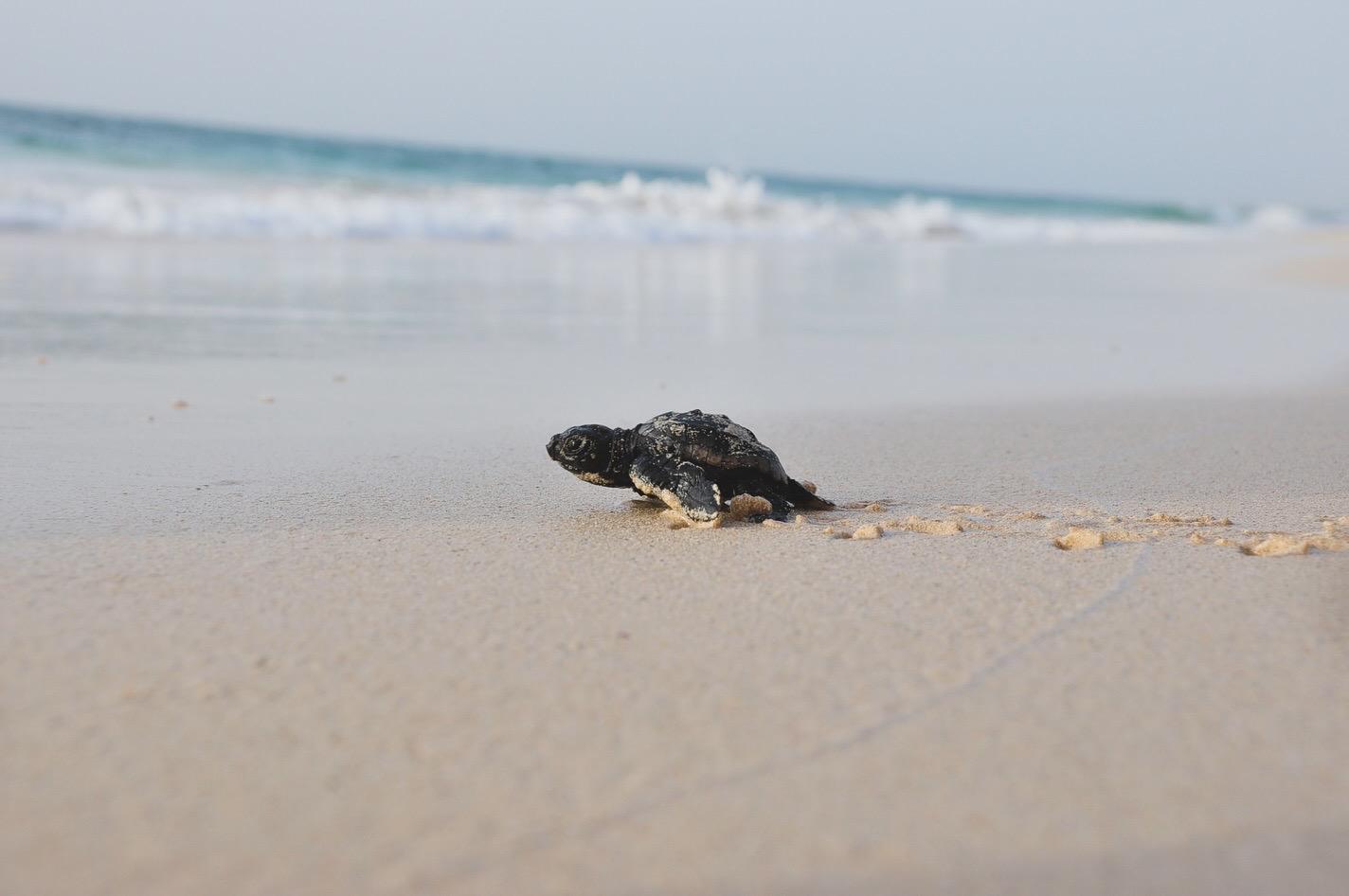 BOA VISTA TRIPS & TIPS | ** **🐢** It's turtle nesting season | Facebook