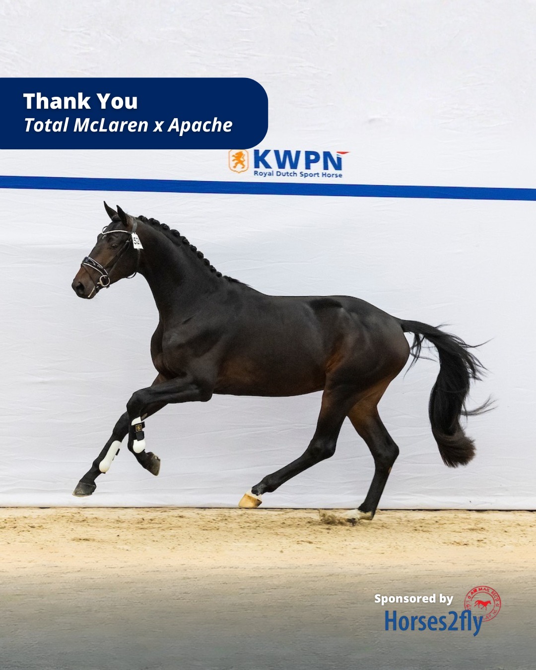 Meet Thank You! 📸 (Total McLaren x Apache) As a half-brother to