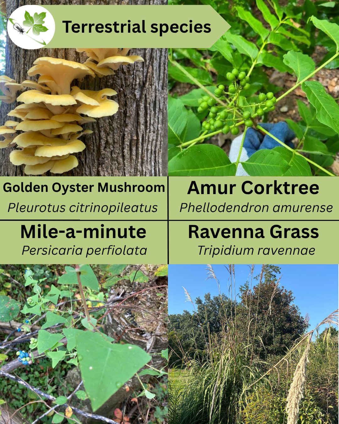 NY iMapInvasives