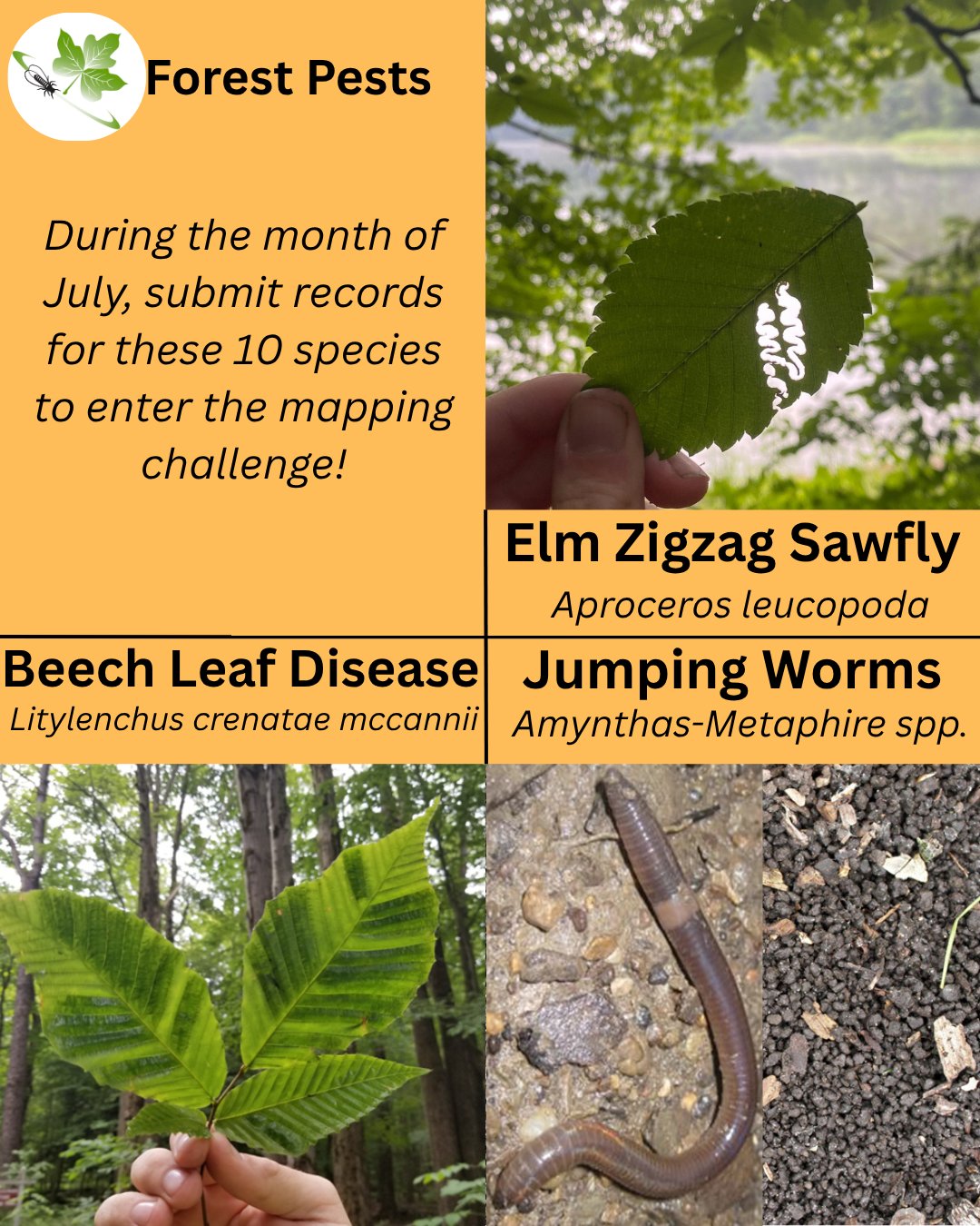 NY iMapInvasives