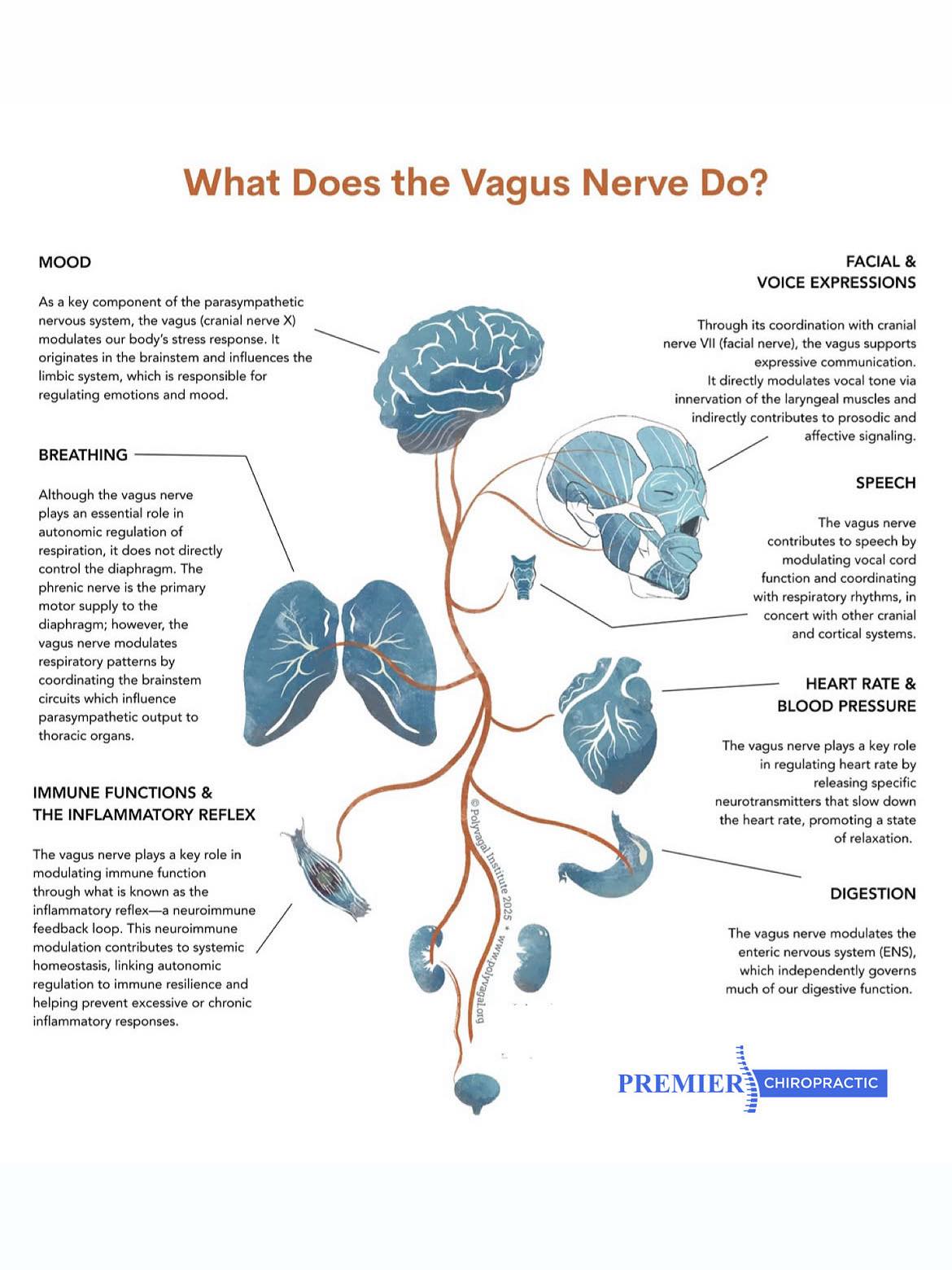 📢 What Does the Vagus Nerve Do? The vagus nerve (Cranial Nerve X) is ...