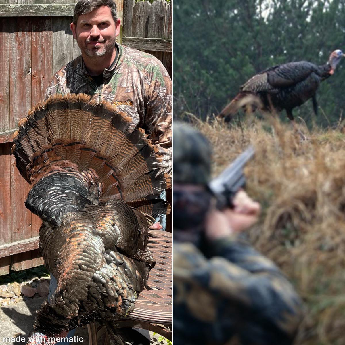 Wild turkey population declining nationwide