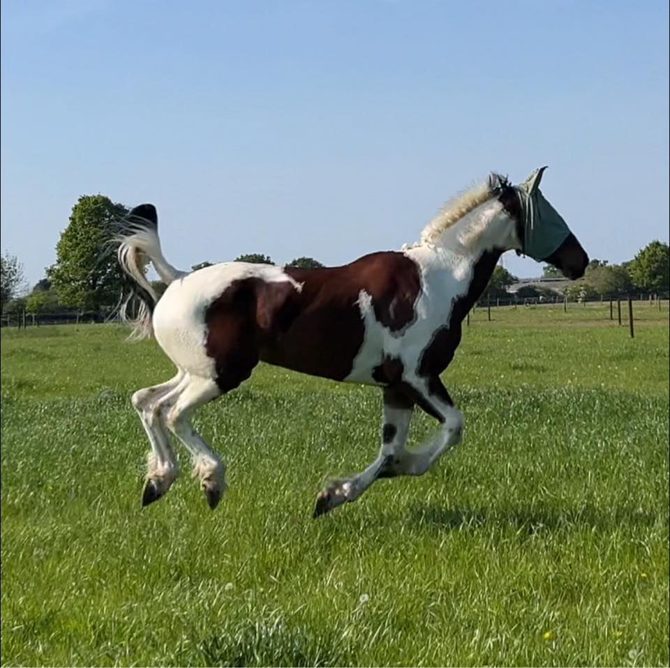 Spring field ZOOMIES are the best!!! 🐎💨🤩🥳 My fwends started it! 🤪 Boing ...