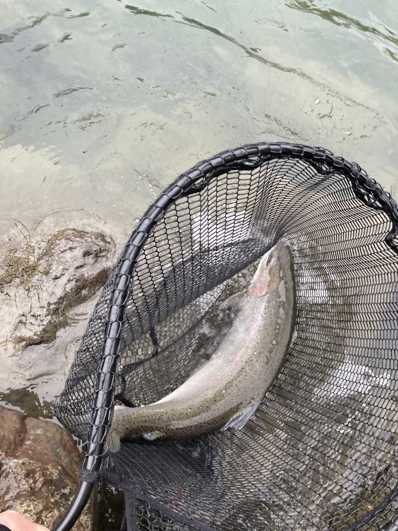bosco and the fishing pole Graphiteleader GLBC-72X Fishing rod wraps to Shell Color:Chartreuse Shell reel setup thats both BLUEGILL
