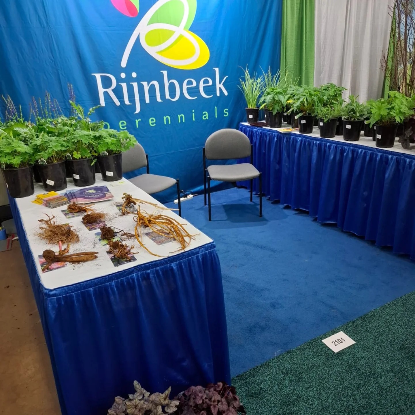 Rijnbeek - Look at these amazing bareroot perennials giving in such a ...