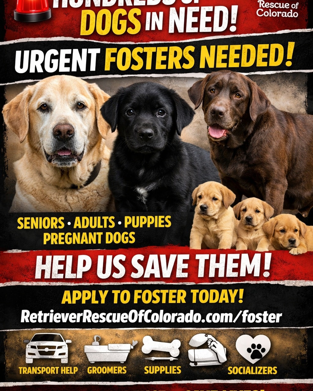 Retriever - 🚨 HUNDREDS IN NEED — CAN WE HELP A FEW? Rescue friends, we ...