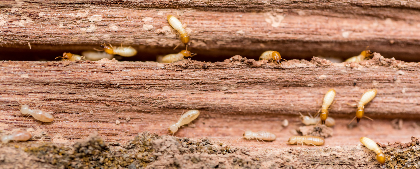 Clegg's Pest Control | Raleigh NC