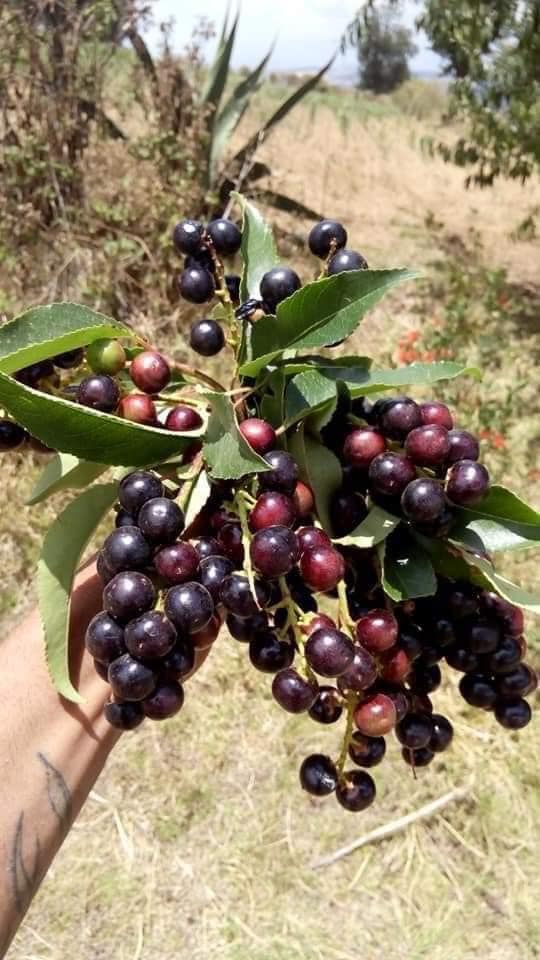 México - #Capulines. Fruto consumido en #México desde la... | Facebook