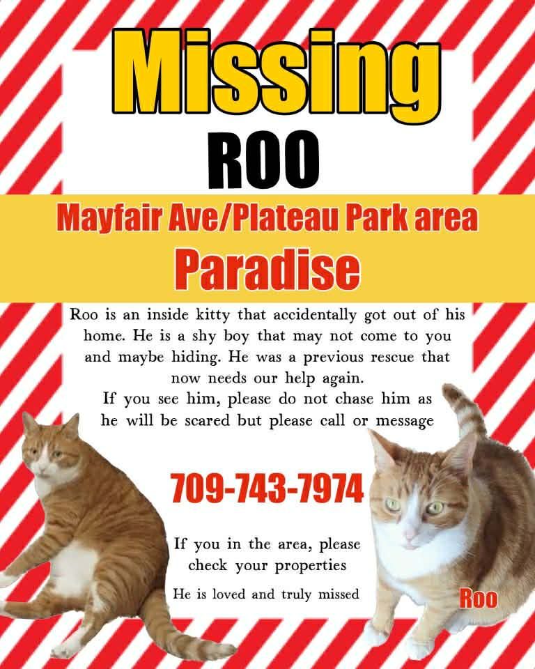 NL Missing Pets | Facebook