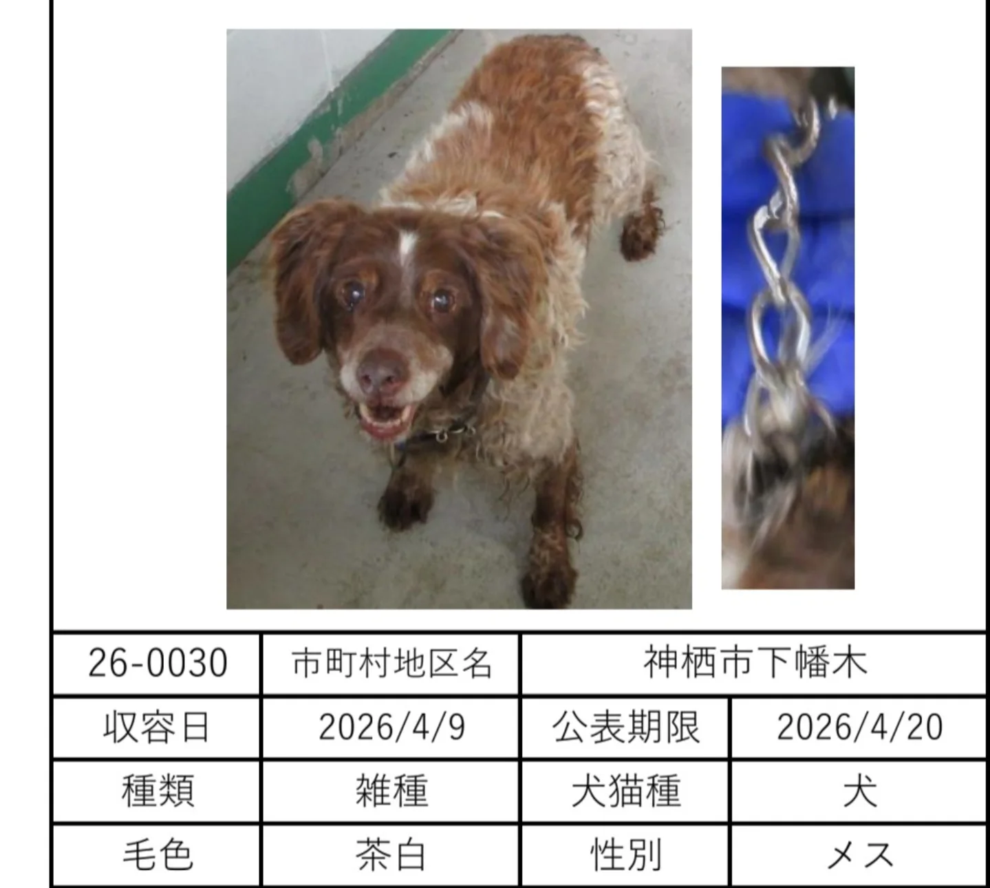 Gundog - ∶ 4/16確認 飼い主のお迎えが ありました 