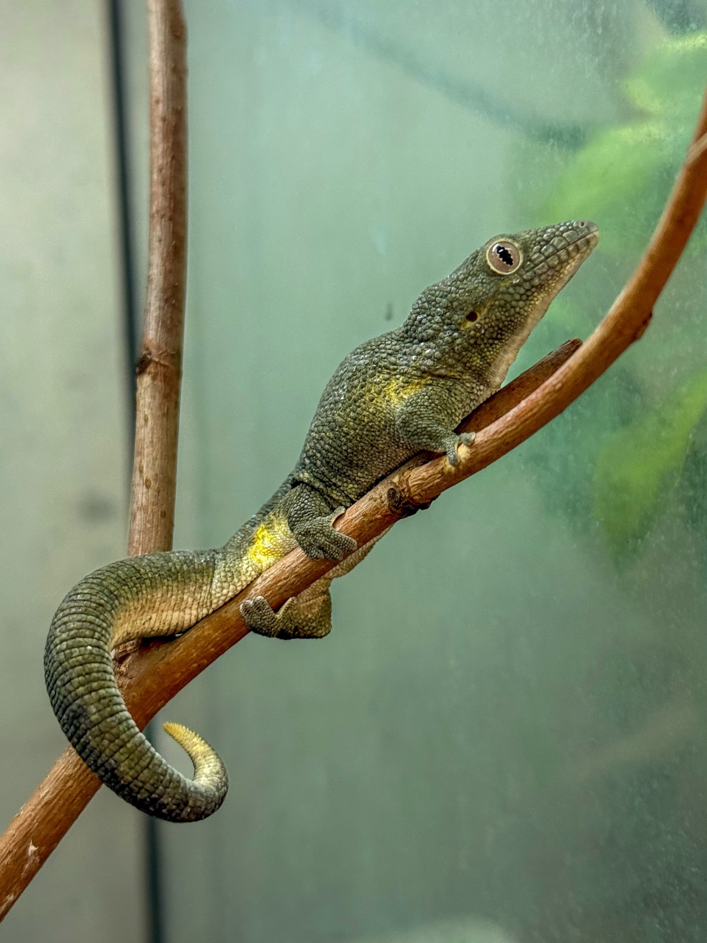 Chameleon Geckos — New Caledonia