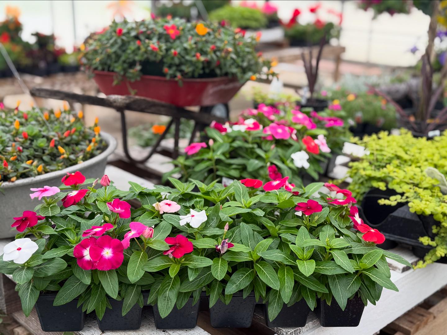 Redefined Roots Garden & Greenhouse