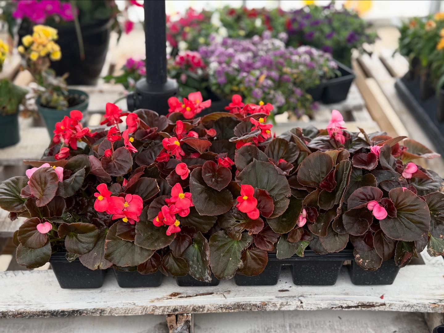 Redefined Roots Garden & Greenhouse
