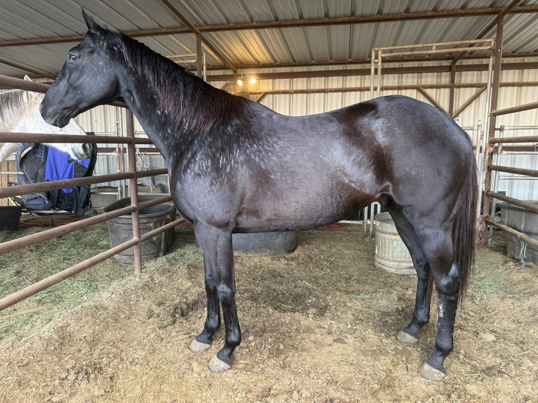 Twisted M Performance Horses | Stephenville TX