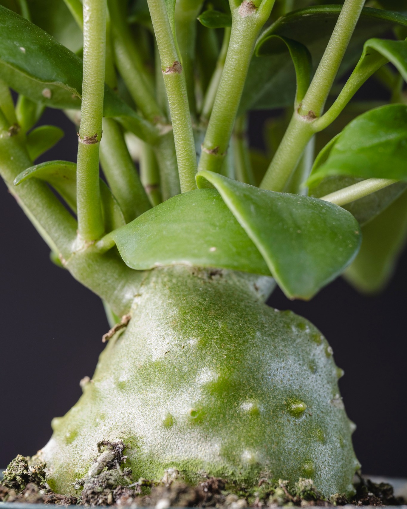 Do you like weird plants? Check out these Ant Plants (Myrmephytum