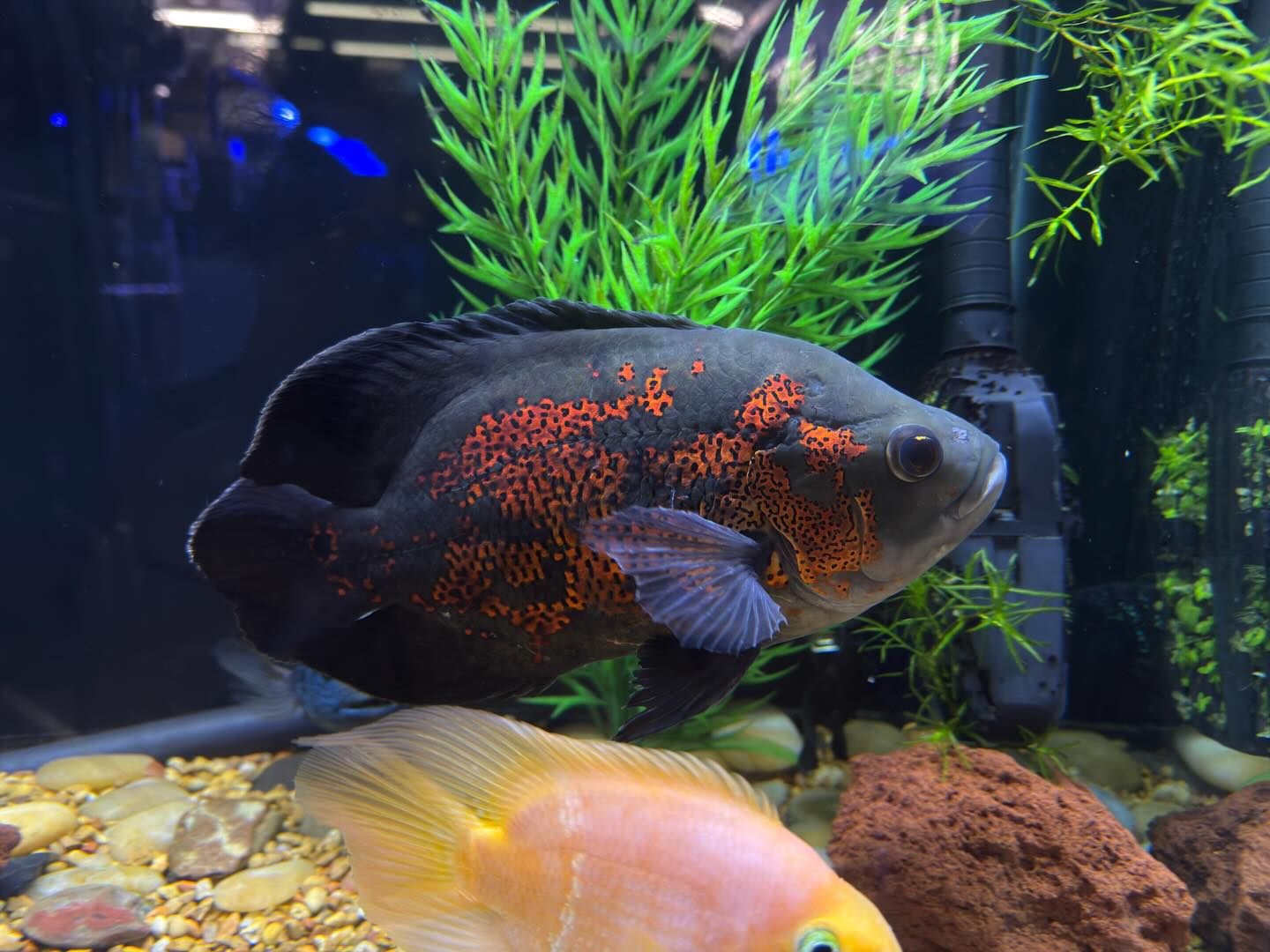 Capital Aquarium added a new photo. - Capital Aquarium